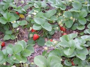 Sådan Plant Jordbær - Nyttige Tips til Fremragende Harvest