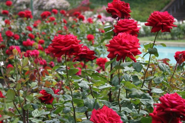 Hvornår er det bedre at transplantere roser? Regler og anbefalinger